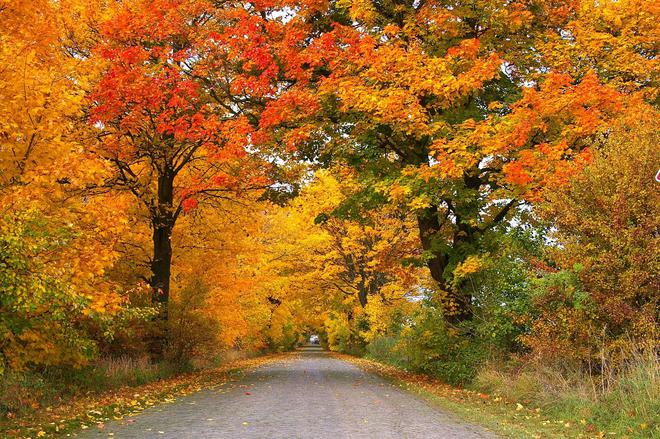 Une carte des forêts les plus colorées et envoûtantes de France en automne