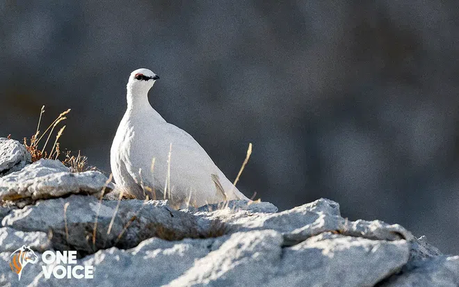 Chasse des galliformes de montagne : One Voice attaque les arrêtés préfectoraux de l’Isère, la Savoie et la Haute-Savoie