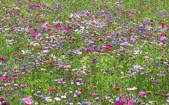 La Jachère Fleurie, un paradis écologique dans votre jardin !