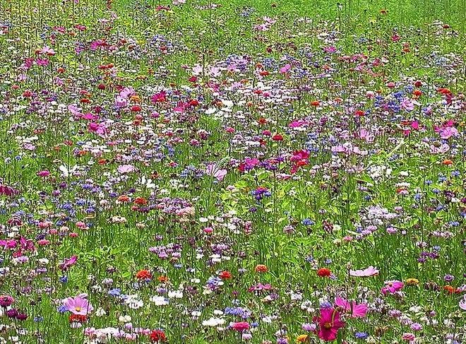 La Jachère Fleurie, un paradis écologique dans votre jardin !