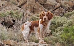 Ardèche : sept chiens de chasse abattus par les membres d’une communauté agricole
