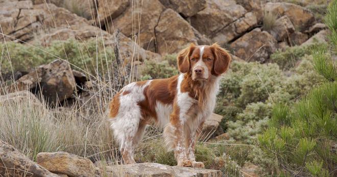 Ardèche : sept chiens de chasse abattus par les membres d’une communauté agricole