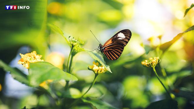 Environnement : l'évolution rapide des plantes pourrait menacer la survie des abeilles et des papillons
