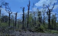 Près de Songeons. Des arbres adaptées au climat pour reconstituer la forêt de Caumont après la tornade d’octobre 2022