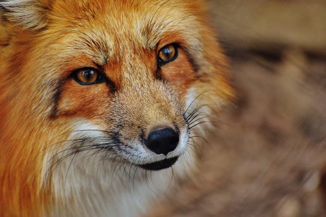 Massacre : En France, plus d’un demi-million de renards tués par an