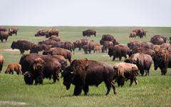 Voyage à la rencontre des bisons d’Amérique