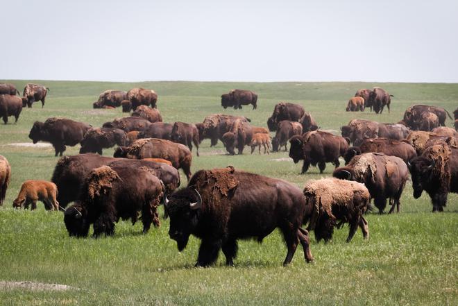 Voyage à la rencontre des bisons d’Amérique