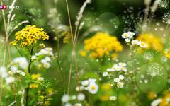 CARTE - Allergie aux pollens : risque "élevé" dans la majeure partie de la France