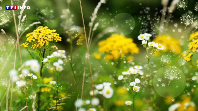 CARTE - Allergie aux pollens : risque "élevé" dans la majeure partie de la France