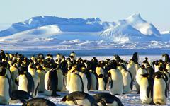 Découverte mitigée de 4 colonies de manchots en Antarctique