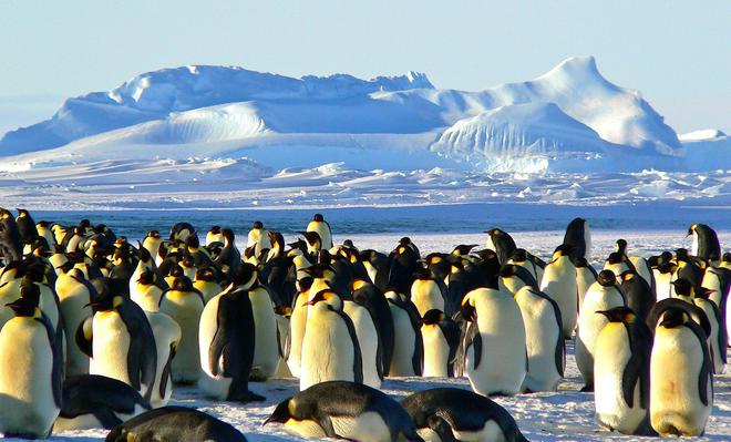 Découverte mitigée de 4 colonies de manchots en Antarctique