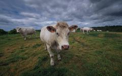 Alimentation : « Il n’y a aucune politique publique pour réduire la consommation de viande en France », alerte Benoît Garnier (RAC)