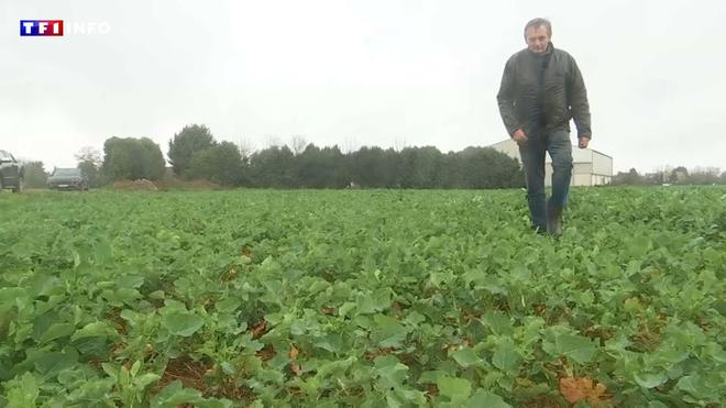 Nouvelles aides annoncées par Gabriel Attal : qu'en pensent les agriculteurs ?