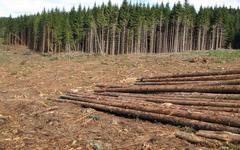 Adapter les forêts au changement climatique : une députée de Gironde veut encadrer la coupe rase des arbres