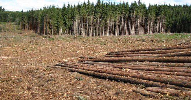 Adapter les forêts au changement climatique : une députée de Gironde veut encadrer la coupe rase des arbres