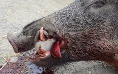 Des carcasses de sangliers retrouvées dans les Pyrénées-Orientales : "Nous condamnons très fermement le braconnage" assure le président de la Fédération départementale de chasse