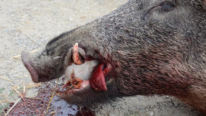 Des carcasses de sangliers retrouvées dans les Pyrénées-Orientales : "Nous condamnons très fermement le braconnage" assure le président de la Fédération départementale de chasse