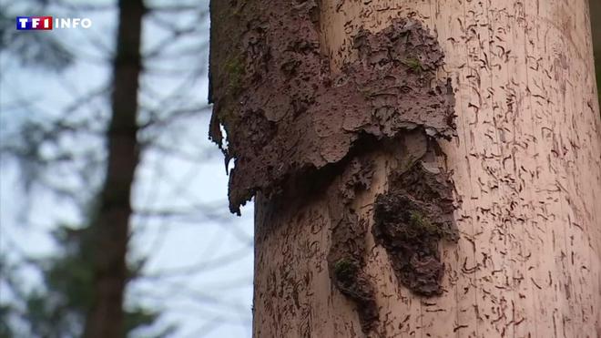 Qu'est-ce que le scolyte, cet insecte tueur d'épicéas ciblé par un plan national ?