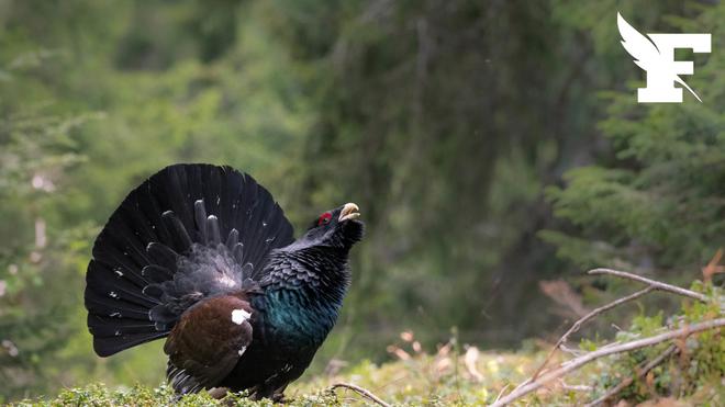 Cinq associations déposent un recours contre la réintroduction d’un oiseau menacé d'extinction dans les Vosges