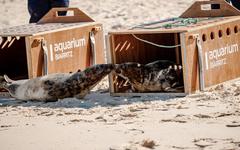 VIDEO. Échoués sur les plages basques, deux bébés phoques ont retrouvé l’océan après un séjour à l’Aquarium de Biarritz