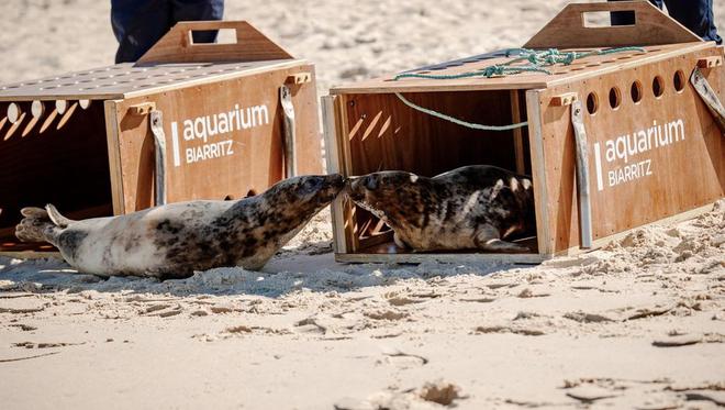 VIDEO. Échoués sur les plages basques, deux bébés phoques ont retrouvé l’océan après un séjour à l’Aquarium de Biarritz