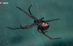 Trafic d'araignées venimeuses et de reptiles : un millier de veuves noires saisies