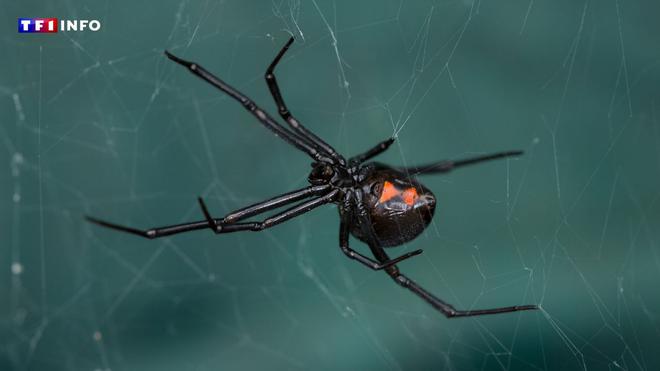 Trafic d'araignées venimeuses et de reptiles : un millier de veuves noires saisies