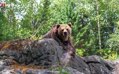 VIDÉO - Hautes-Pyrénées : un promeneur filme sa rencontre nez à nez avec une ourse