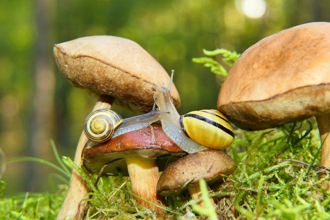 On en parle souvent, mais c’est quoi le réseau « Natura 2000 » ?