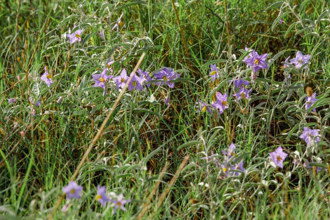 « Une super mauvaise herbe », plus on la tond, plus cette plante devient résistante et toxique