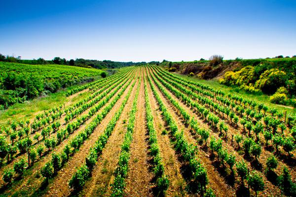 Soutenus, les agriculteurs s'engagent à réduire leurs intrants