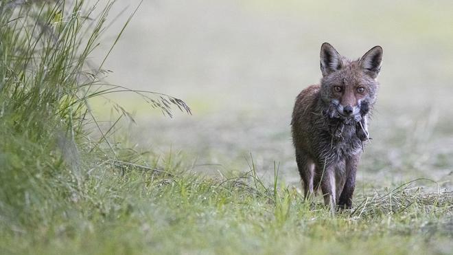 Agissons contre la chasse d’été !