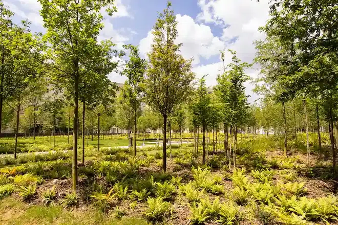 Une forêt urbaine érigée à Paris