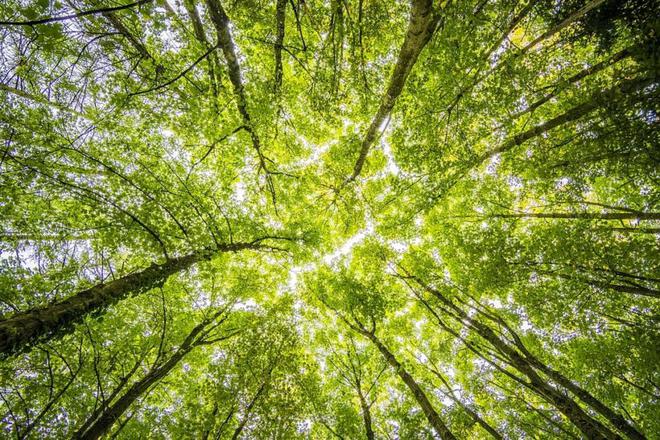 Fabuleuses forêts de France. Entretien avec Claudine Glot