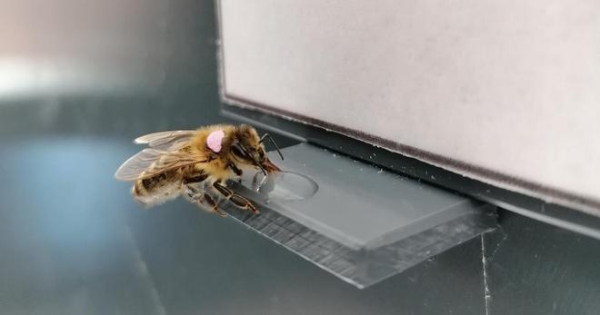 À Toulouse, les scientifiques tentent de décrypter l’intelligence des insectes