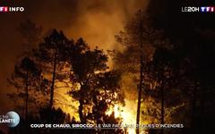 Coup de chaud, sirocco : le Var face aux risques d’incendies