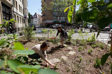 Le permis de végétaliser peine encore à prendre racine