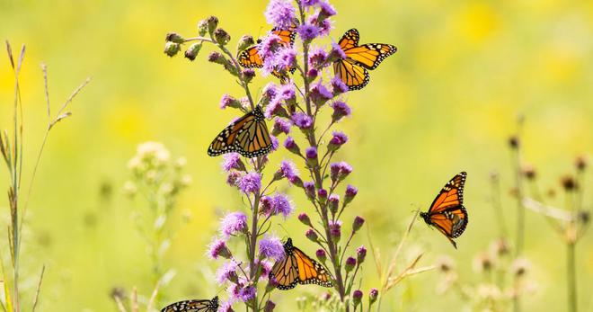 Le changement climatique, principale menace pour les pollinisateurs