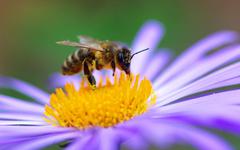 Le secret de la santé des abeilles et donc de leur survie