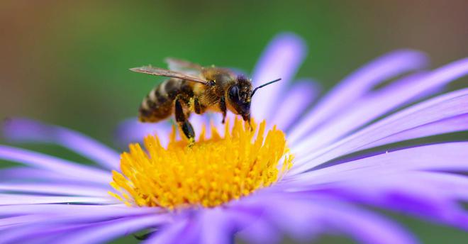 Le secret de la santé des abeilles et donc de leur survie