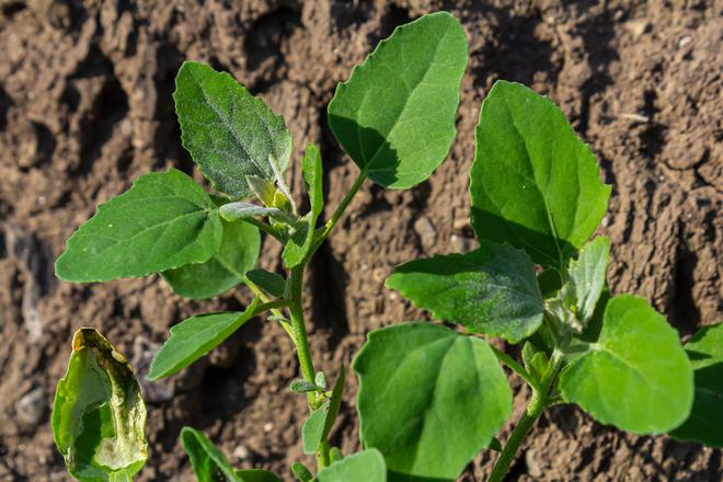 Le Chénopode Blanc : Une Plante Sauvage aux Multiples Vertus