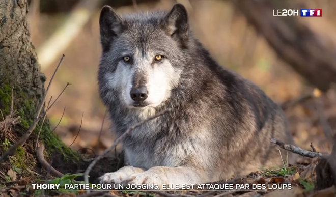 Signe des temps : la cadre sup qui fait son jogging dans l'enclos des loups de Thoiry