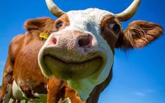 Le Danemark 1er pays à taxer, vaches, porcs et moutons pour compenser les émissions de CO2 !