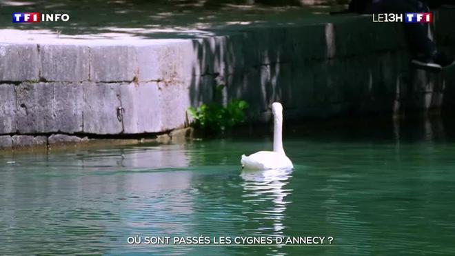 Où sont passés les cygnes d'Annecy ?