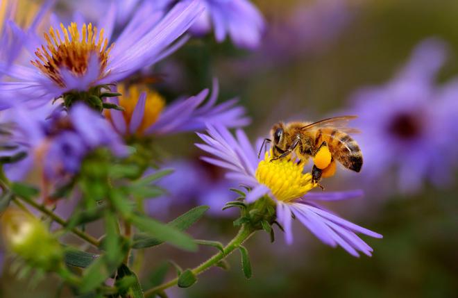 5 plantes pour développer la biodiversité au jardin