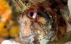 Les poissons «moches», face cachée d’une biodiversité en péril