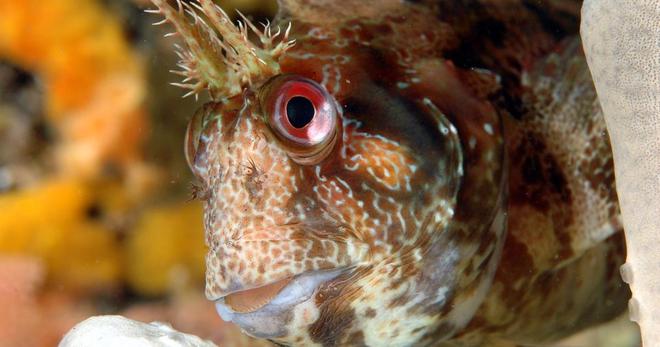 Les poissons «moches», face cachée d’une biodiversité en péril