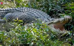 Cambodge : après la naissance de 60 crocodiles, l'espoir du retour d'une espèce protégée