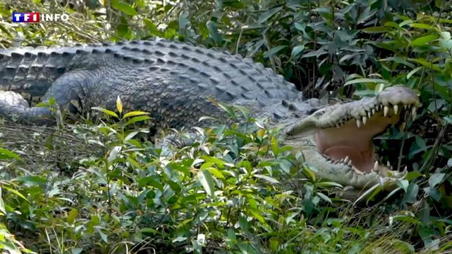 Cambodge : après la naissance de 60 crocodiles, l'espoir du retour d'une espèce protégée