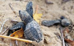 Guyane : Les tortues face à des dangers mortels